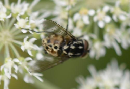 Réf. 239 702 : Graphomya maculata